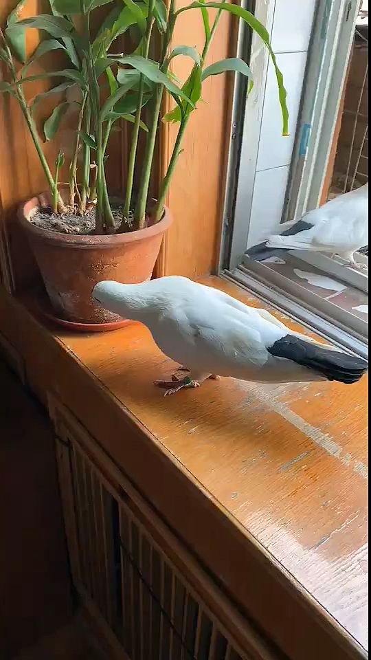 鸽痴的鸽子#虎头点子来探路～粮仓在哪儿呢