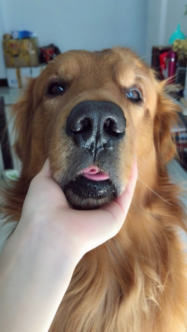 眉清目秀的狗子