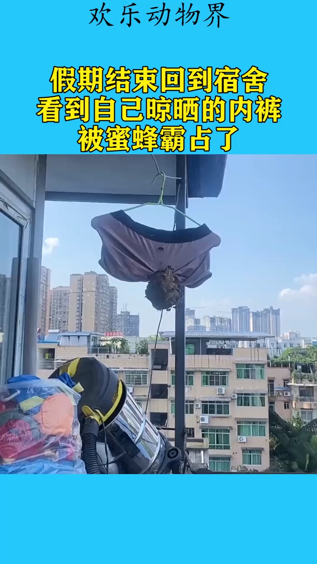 我要上热门#假期结束回到宿舍,看到自己晾晒的内裤,被蜜蜂霸占了!
