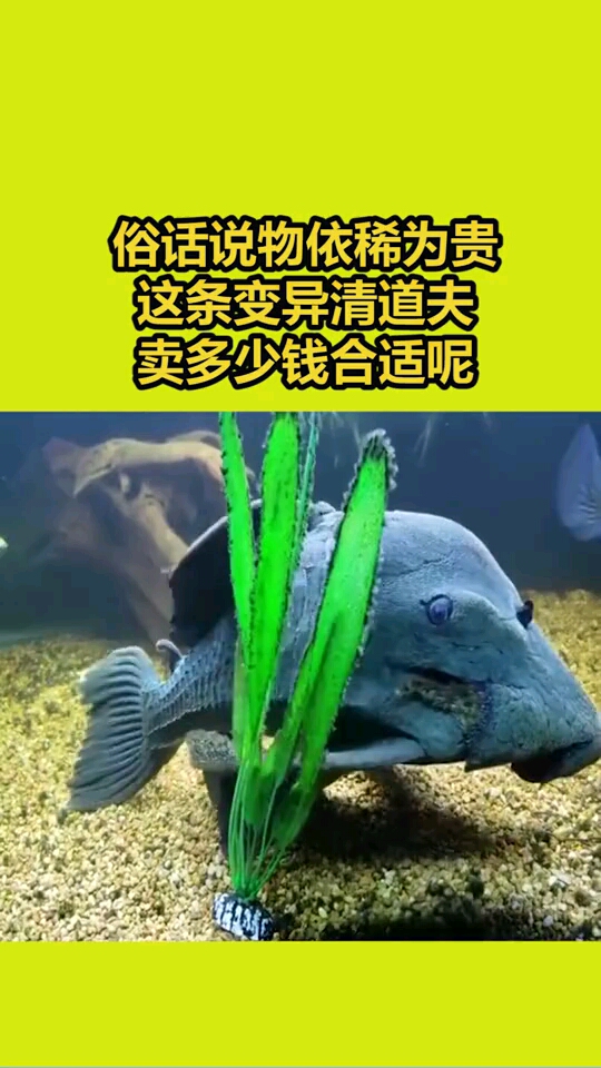 这虽然是条清道夫但感觉怎么变异了