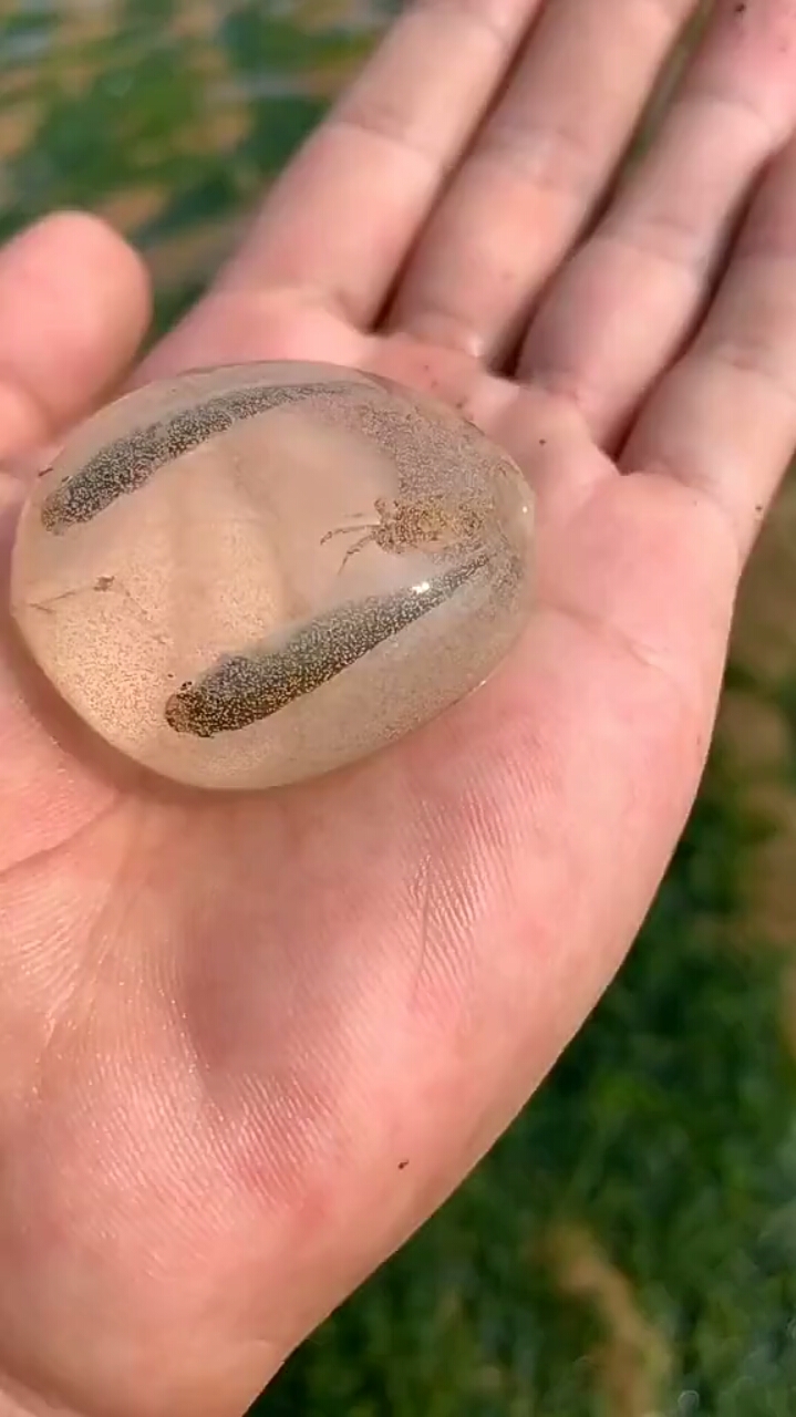 这一个泥螺卵里既有螃蟹又有鱼!