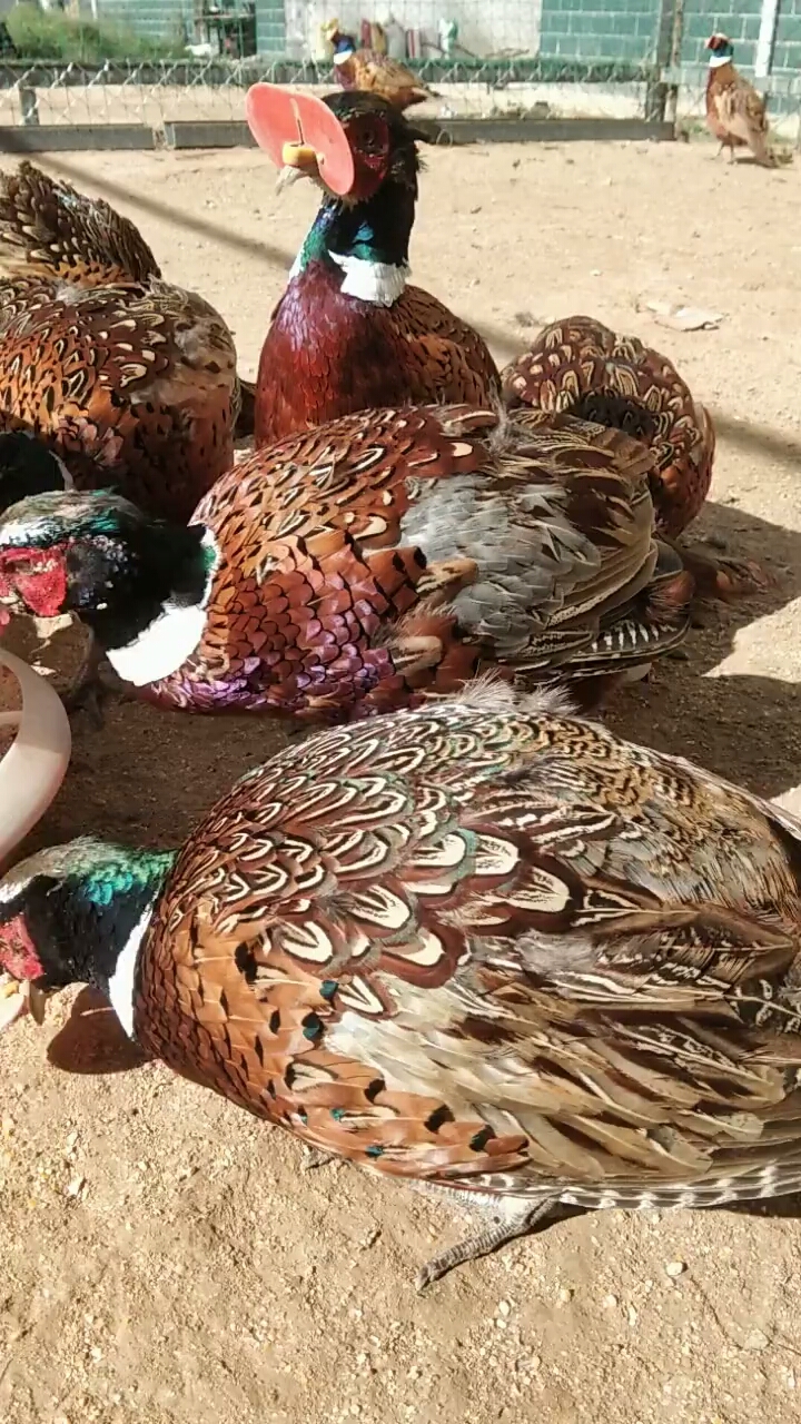 这鸡牛了都带着眼睛