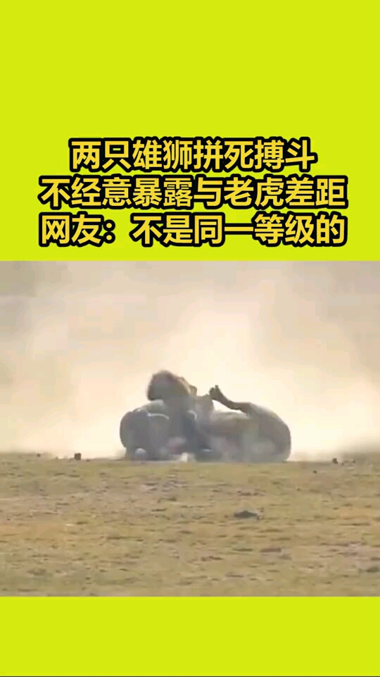 两只雄狮拼死搏斗双方都下了死手