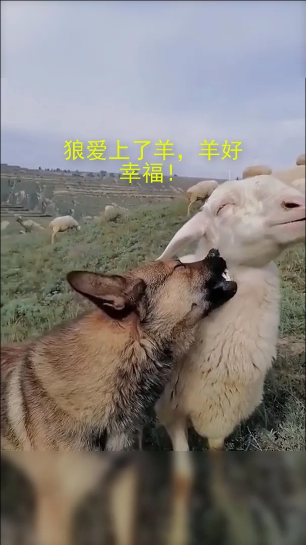 搞笑萌宠#狼爱上了羊,羊好幸福!