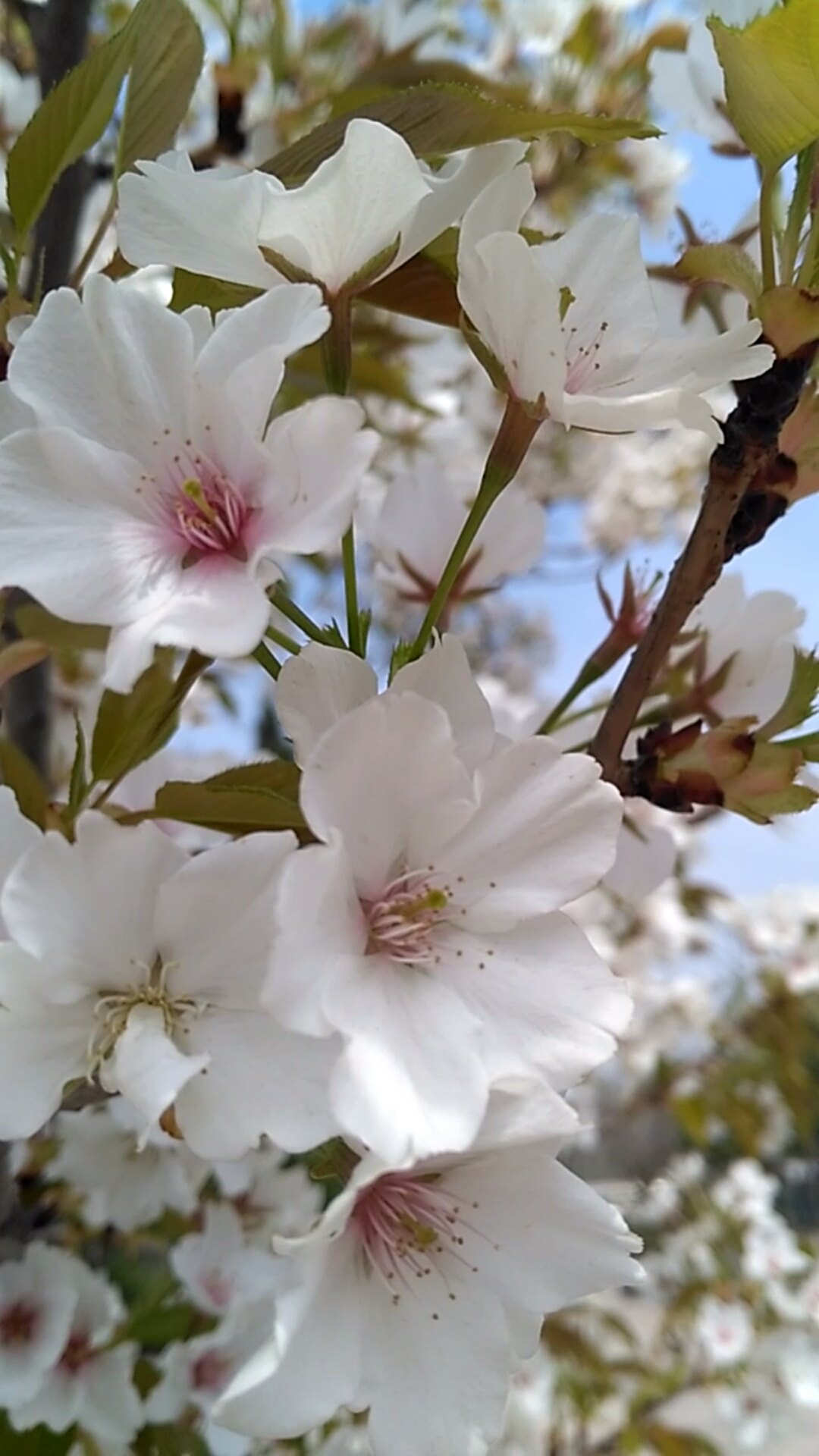 数了数,五瓣的,这应该是东京樱花吧?