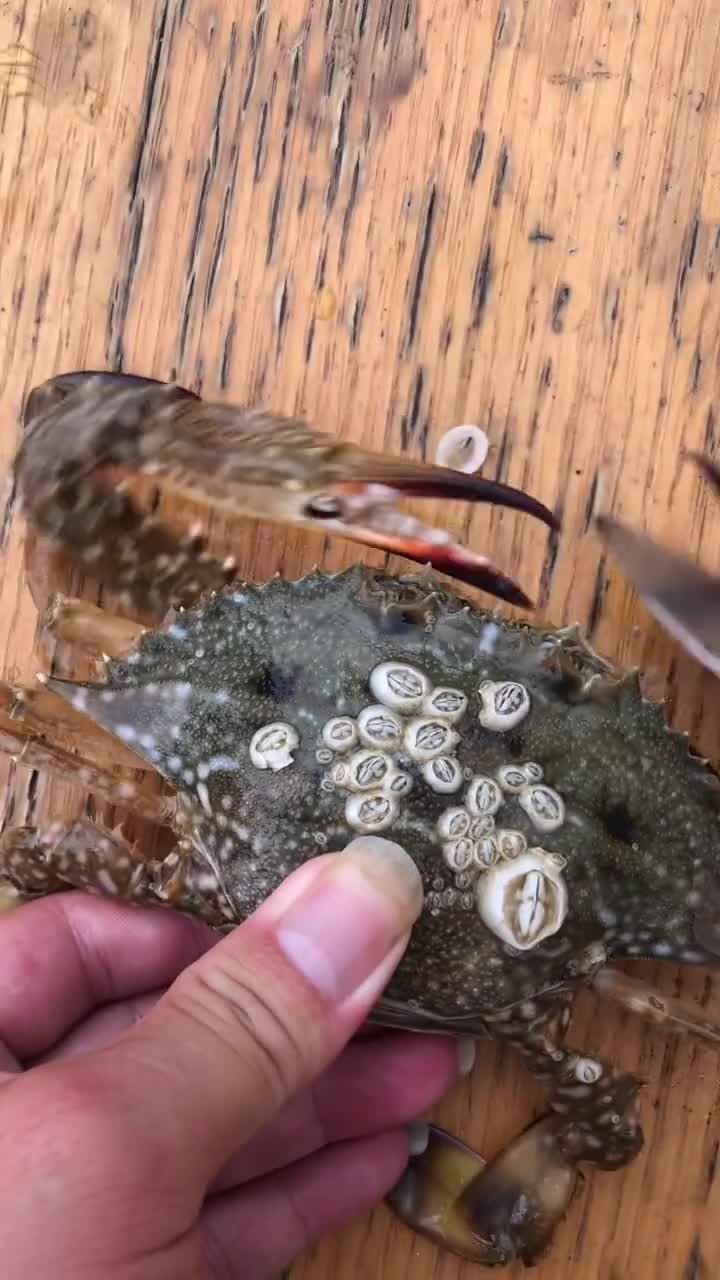 怎么清理有藤壶的螃蟹