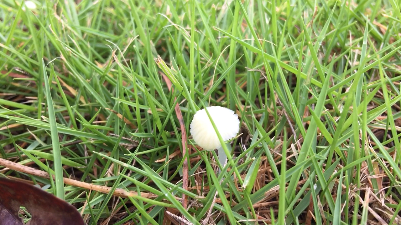 开学季#透明的小蘑菇