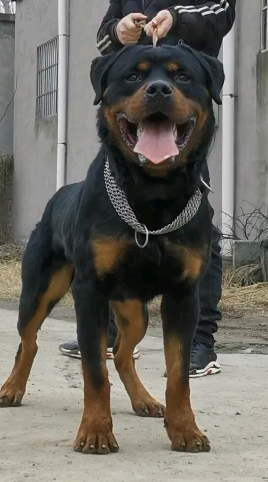 防暴犬.爆发力强服从性高.现代军警犬种之一