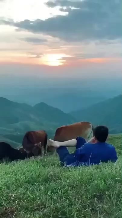 全民双十一津贴#好想去放牛