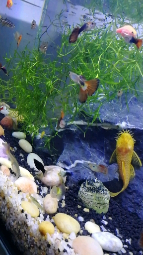 全民迎新年#鱼乐