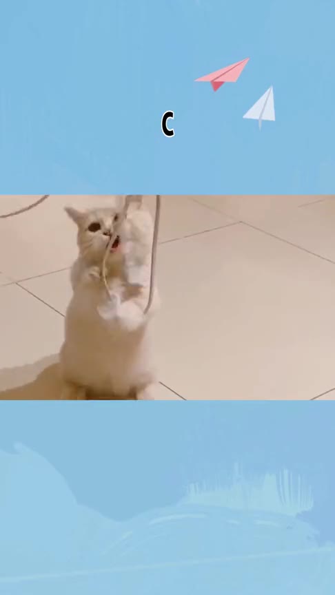 喵星人也太可爱了吧,给大家表演一个绝活:小猫上吊