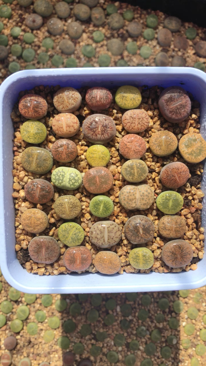 佛系生活#@全民小助手 生石花-紫薰混合.