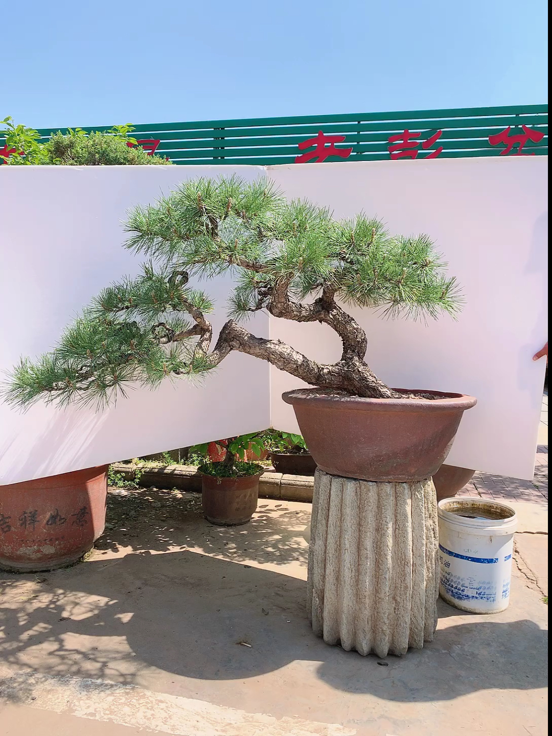 我要上热门#苍老霸气临水造型老黑松