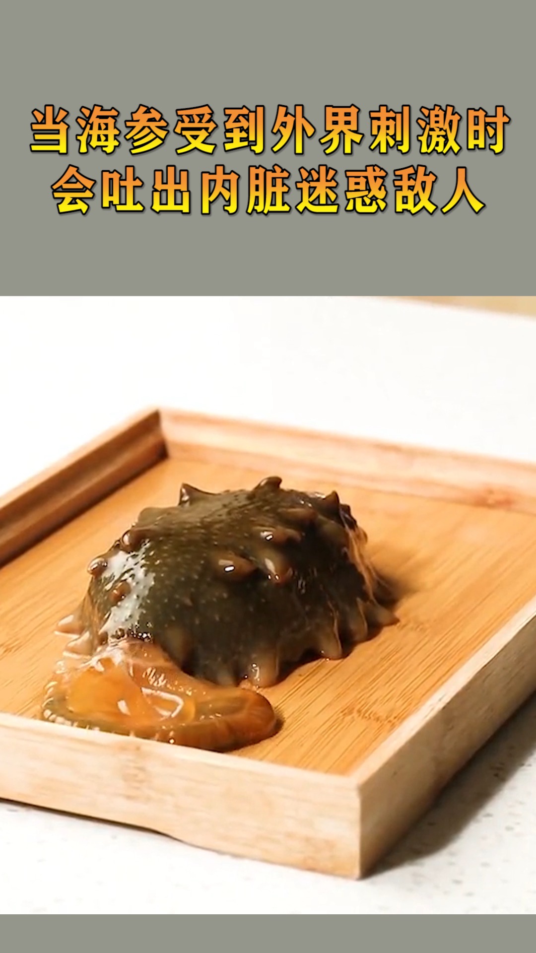 我要上热门#当海参受到外界刺激时,会吐出内脏迷惑敌人!