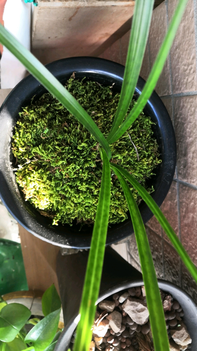 春兰青花斑尽请欣赏