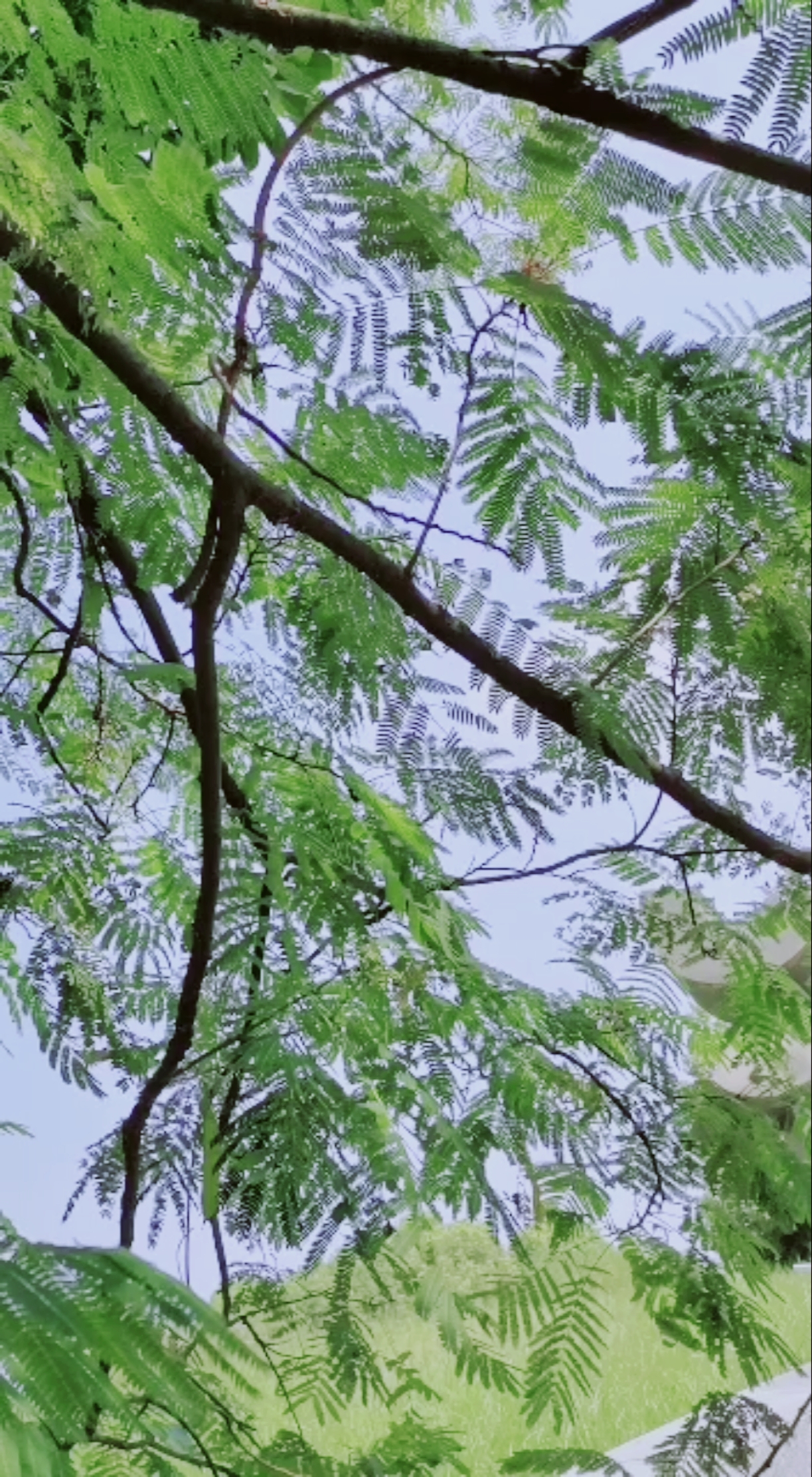 遮天的树叶,在微风吹拂下,美得让人陶醉.