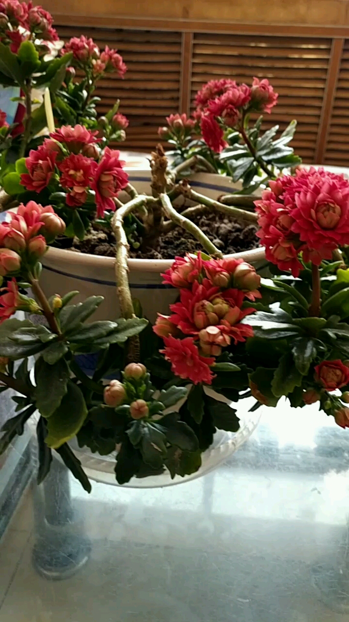 倒桩长寿花马德里