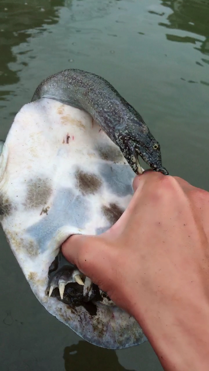 别看这甲鱼呆萌,一不小心就会被咬到的.