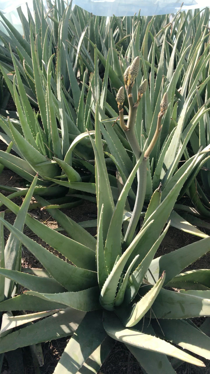 库拉索芦荟开花了