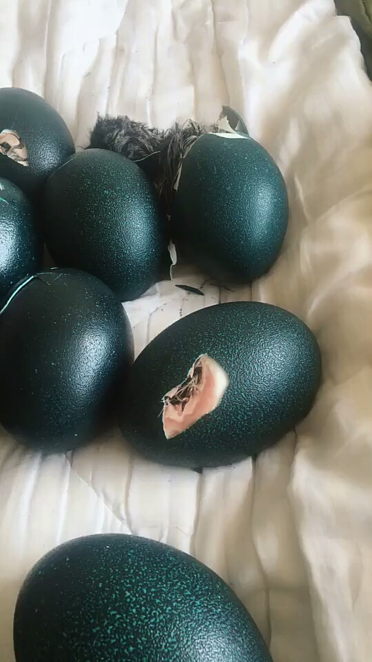 墨绿色的澳洲鸵鸟蛋出壳了!