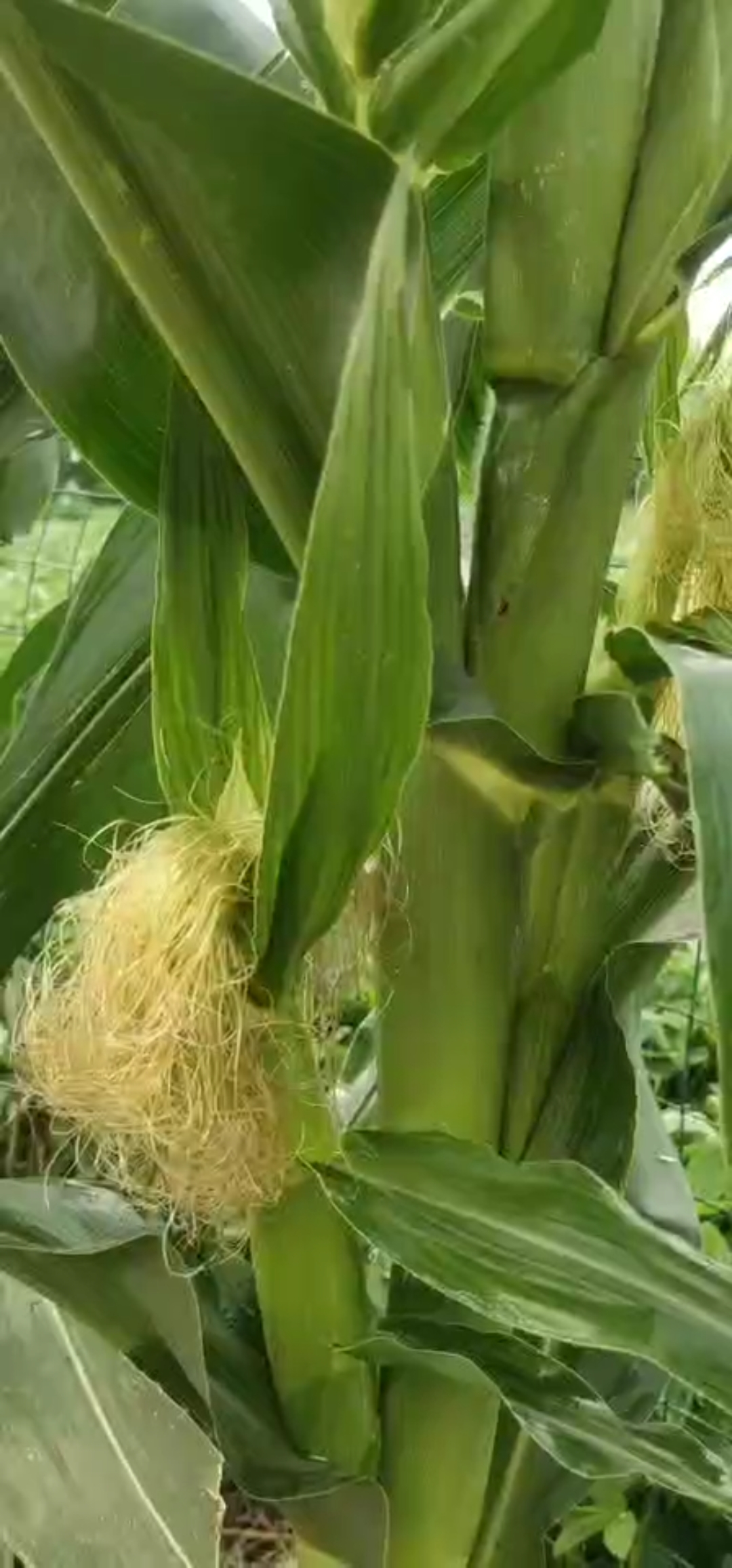 一棵玉米结了五穗