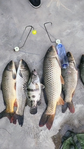 可视锚鱼#今天鱼获看看怎么样