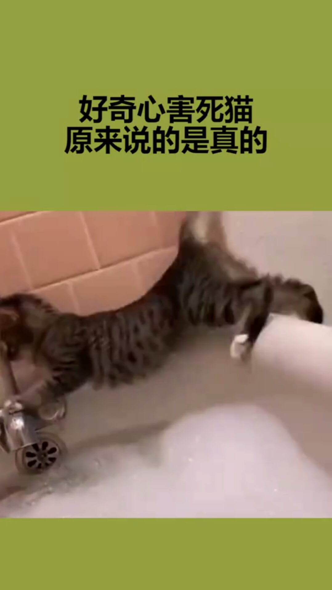 好奇心害死猫原来说的是真的