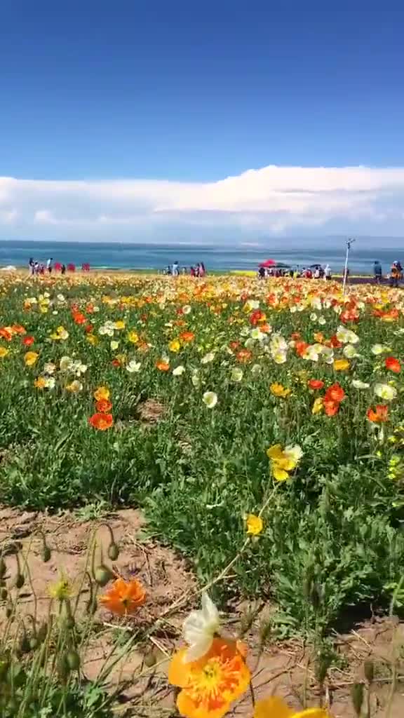 青海湖的花儿都开了你还没带她来吗