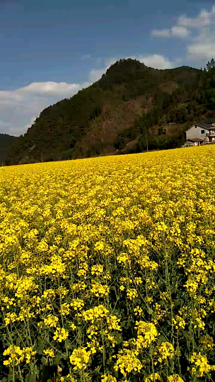 分水镇大路村千亩油菜花盛宴