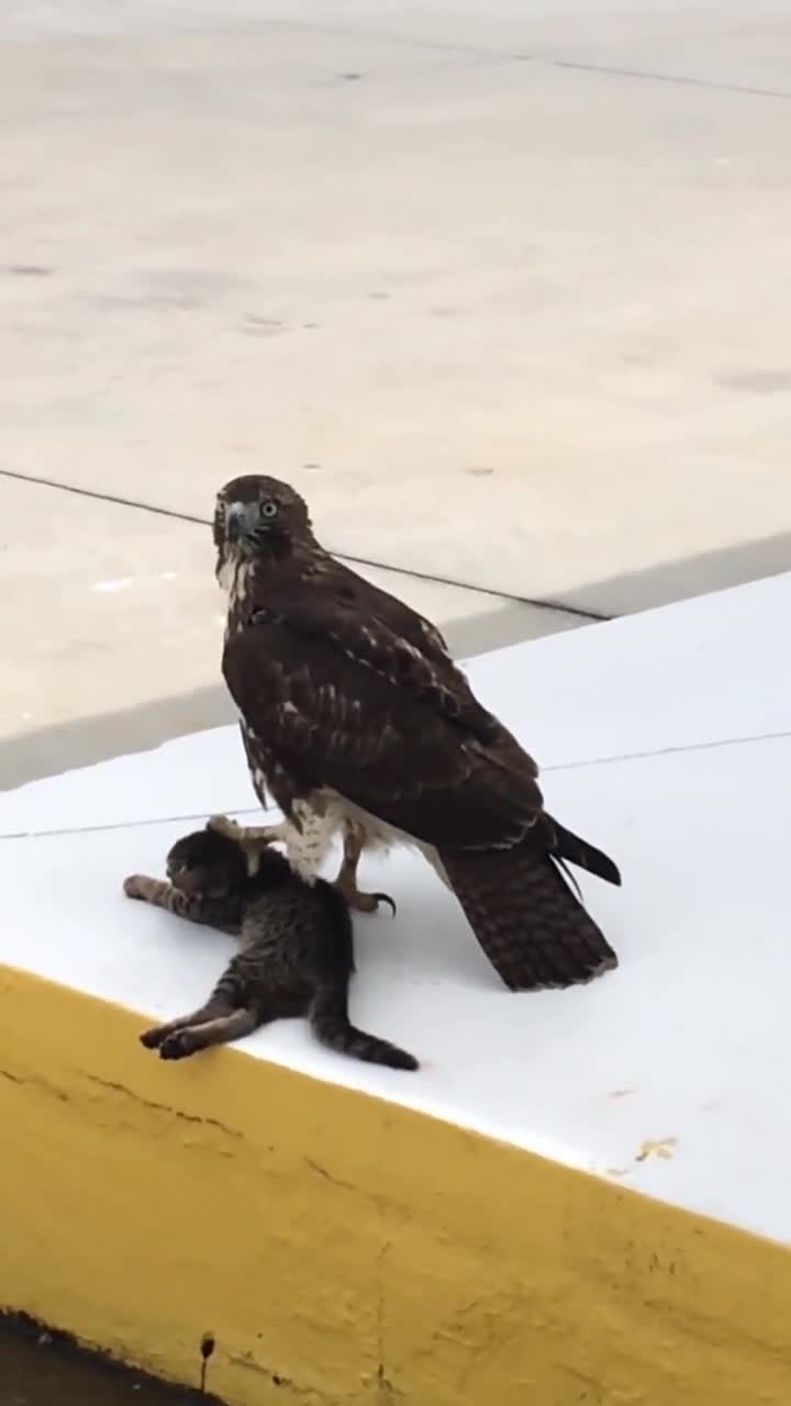 自然界的生存法则实力就是王道!空中之王老鹰抓小猫,结局毫无悬念!