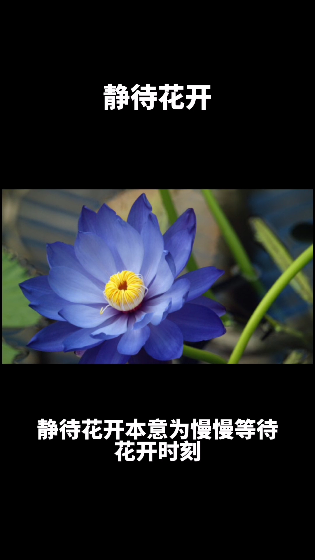 静待花开手机壁纸图片