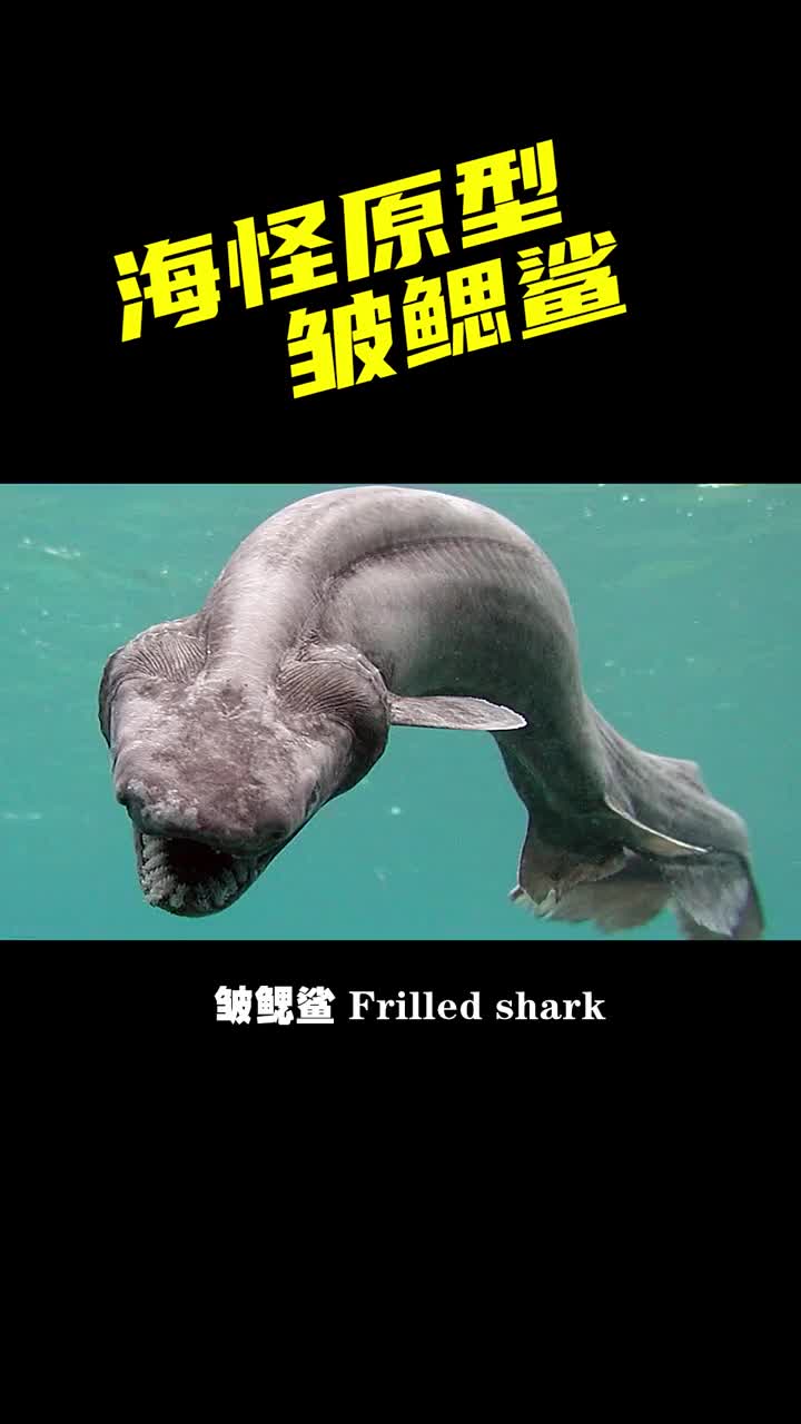 皱鳃鲨巨型图片