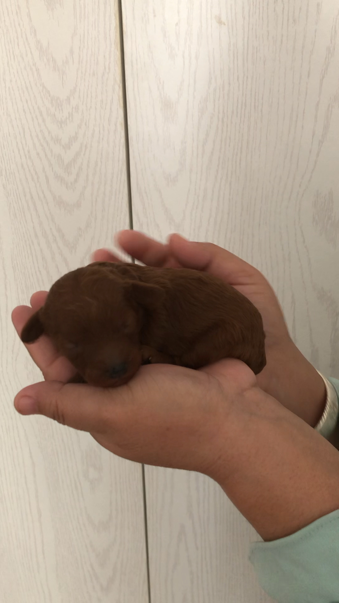 刚出生8天的小熊,眼还没有睁,可爱不?