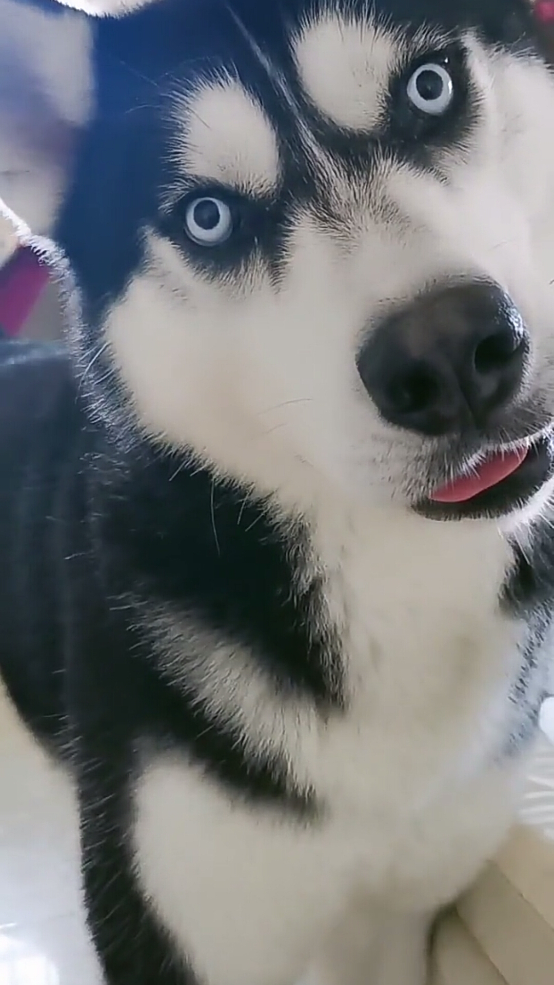 这只二哈不纯!怎么会狗叫呢,主人更纯