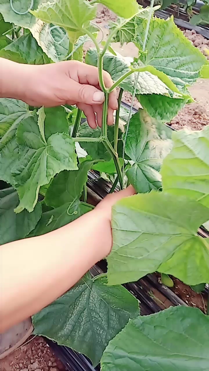 黄瓜种植管理黄瓜打叉倒绳