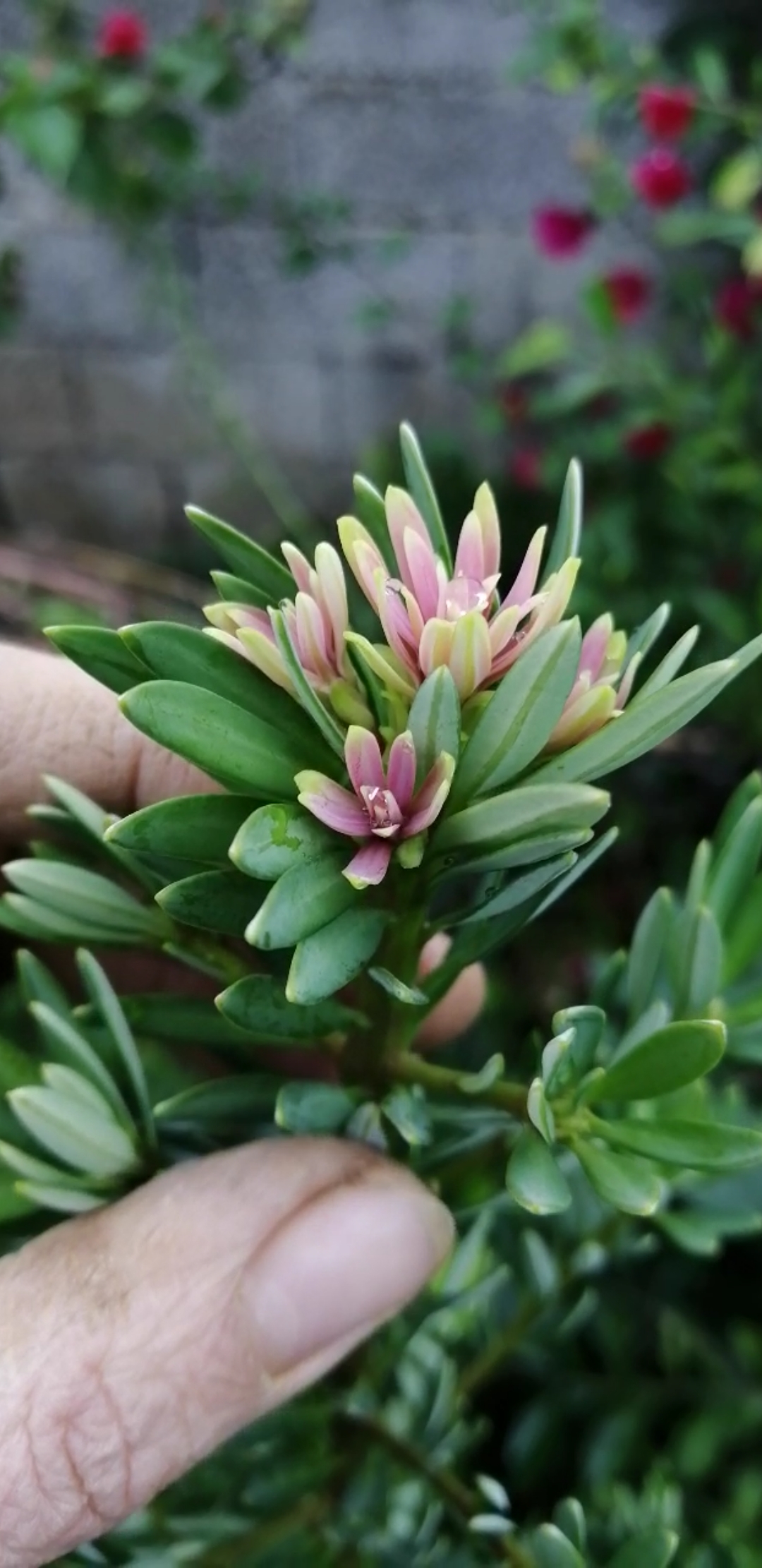 盆景素材小苗#海岛菊花心罗汉松～非常好的一个品种