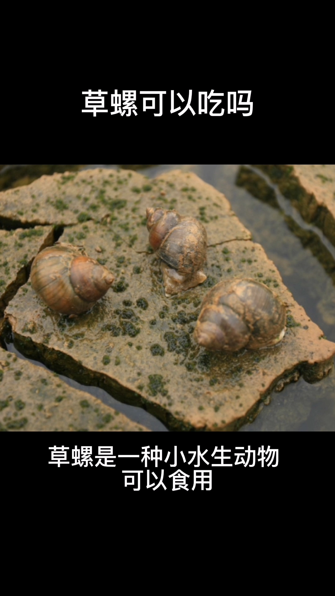 草螺可以吃吗