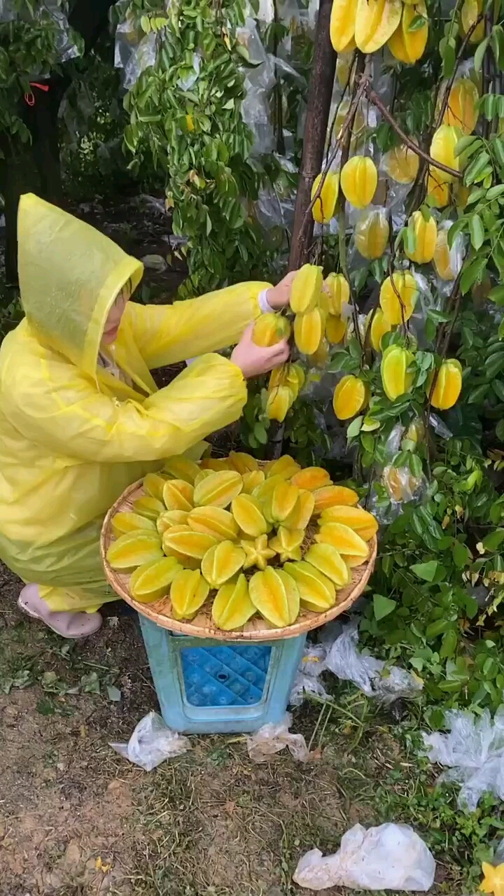 来一起摘杨桃!