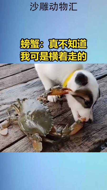 我要上热门#螃蟹:真不知道,我可是横着走的