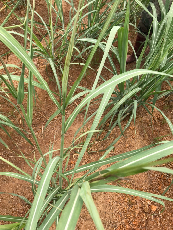 音为有你#甘蔗黑穗病