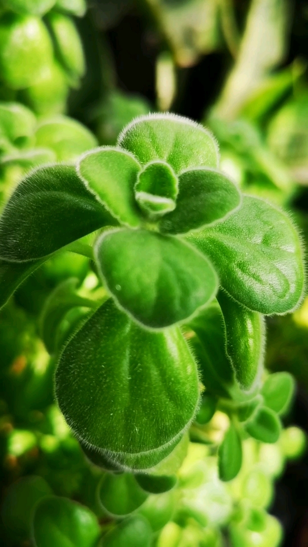 碰碰香,花如其名