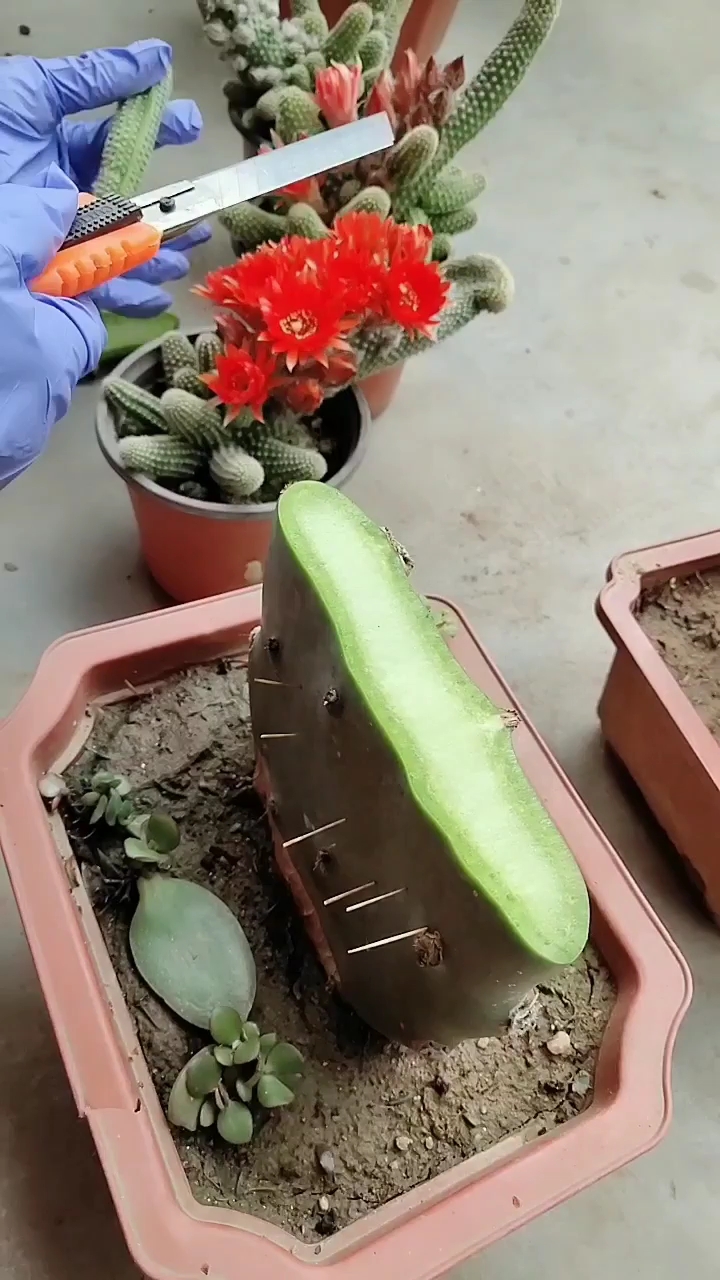 仙人掌嫁接白檀 适合新手嫁接-度小视