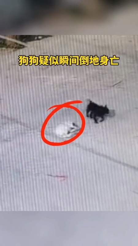 狗狗吞鞭炮被炸身亡图片
