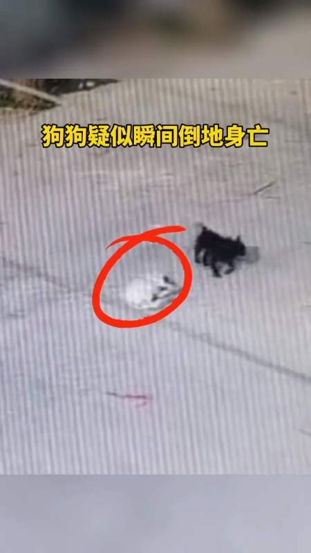 悲剧熊孩子玩鞭炮狗狗将其含嘴里瞬间被炸死