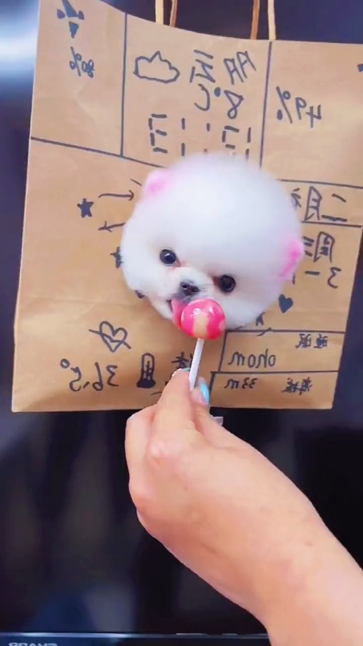 我家萌宠成精了#狗狗吃棒棒糖了