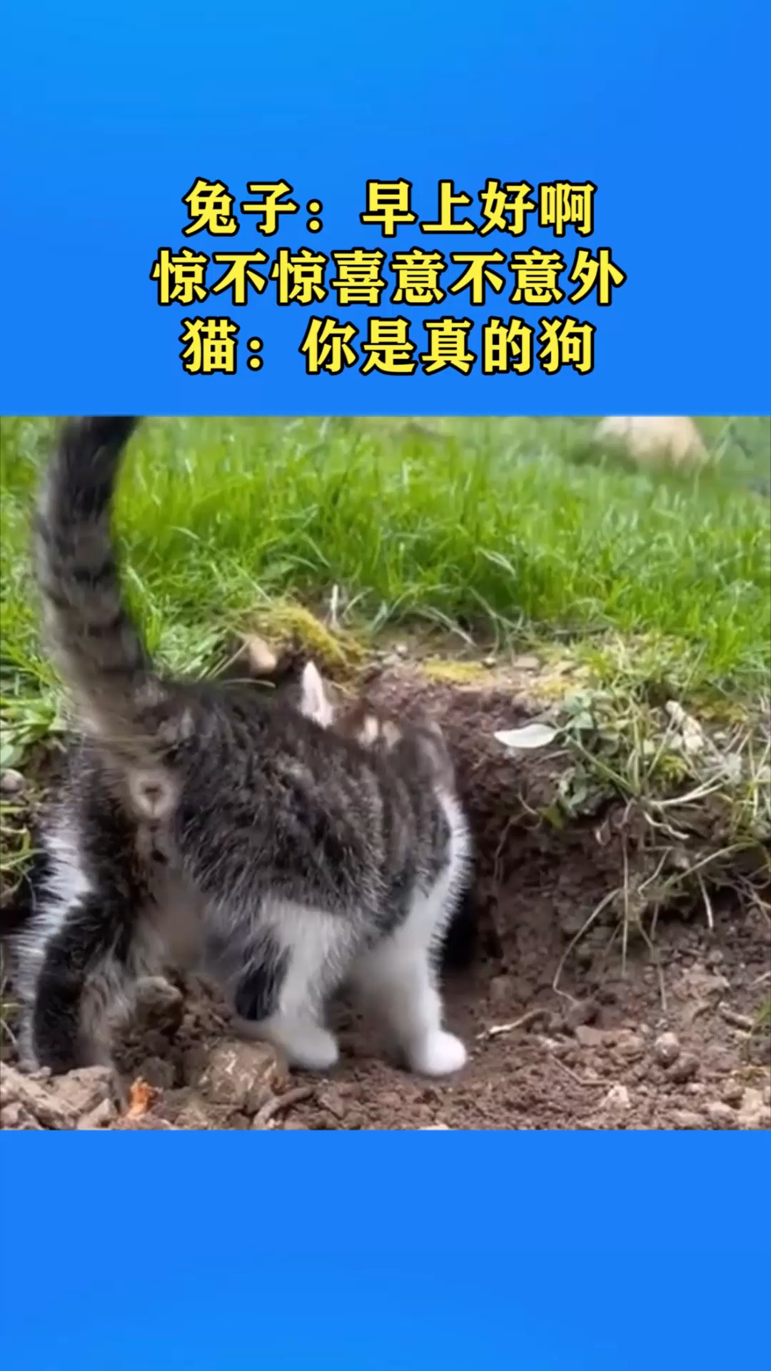 兔子早上好啊惊不惊喜意不意外猫你是真的狗