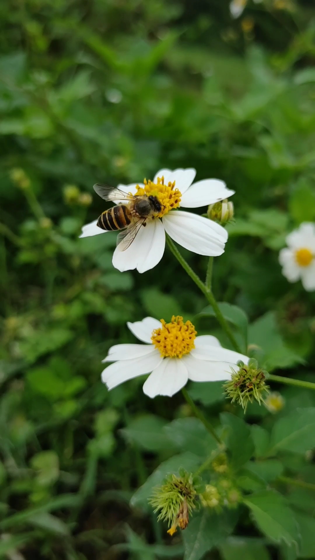 春天來了,勤勞的小蜜蜂出來採蜜咯