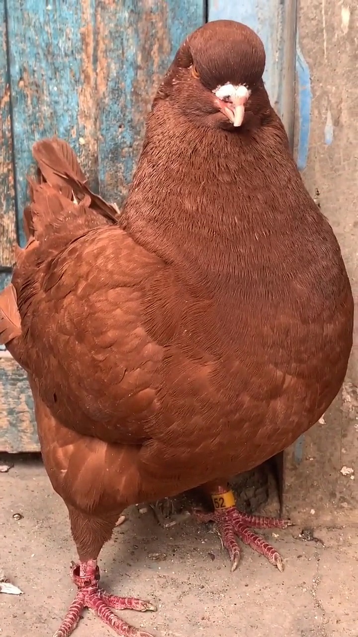 娱乐#像鸡的大鸽子