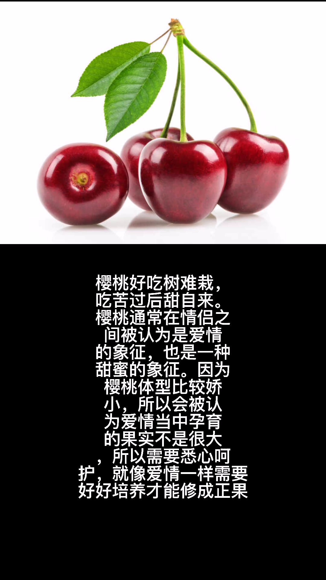 樱桃的寄语是什么