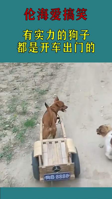 搞笑萌宠#有实力的狗子都是开车出门的,你们说呢?